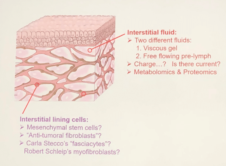 Fascia Research Congress | Melt Method
