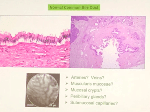 Fascia Research Congress | Melt Method